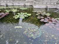 A Peaceful Pause: Hong Kong’s Best Kept Secrets—Chi Lin Nunnery and Nan Lian Garden