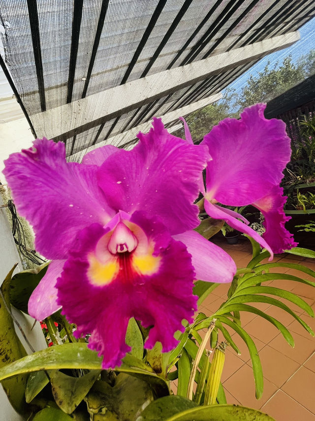 Royal botanical garden, Sri Lanka