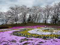 仙台西公園夢幻粉雪盛宴🌸 仙台櫻花滿開，一秒走進春日童話！        