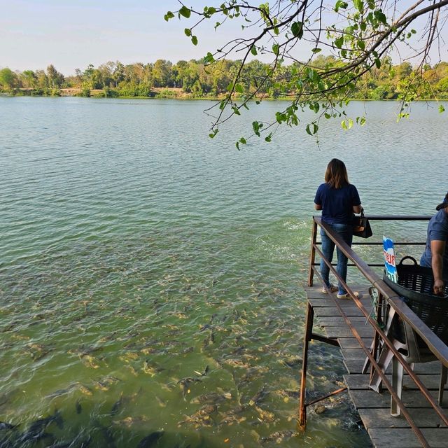 ชมบารมีองค์พญานาคราช ที่วัดป่าปากโดม