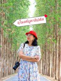 อุโมงค์ยูคาลิปตัส ม.เกษตร กำแพงแสน