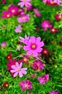花展主題花秋英三月十四日起為維園添色彩