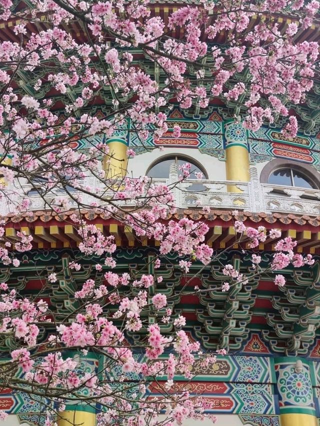 天元宫粉白吉野櫻盛開的美景
