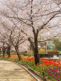 벚꽃&튤립을 함께 볼 수 있는 호수 공원🌸🌷 