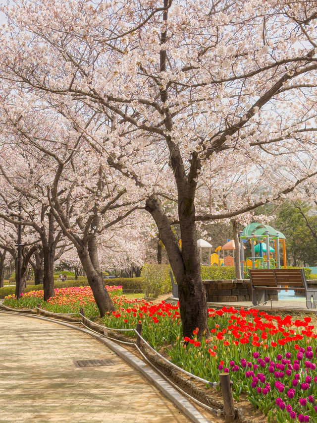 벚꽃&튤립을 함께 볼 수 있는 호수 공원🌸🌷 