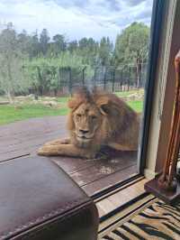 Jamala Wildlife Lodge