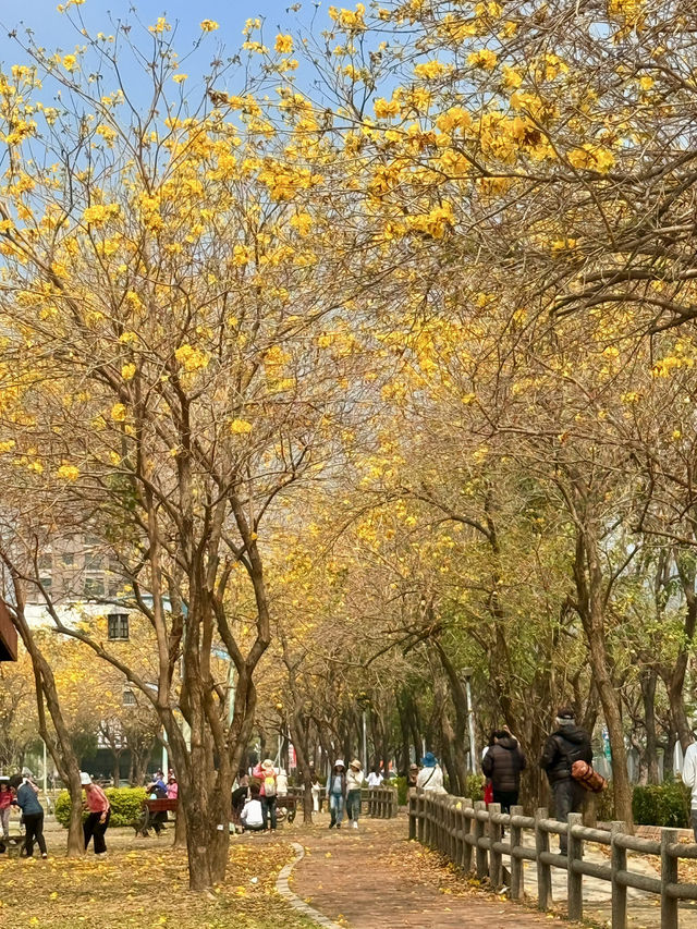 台中｜灑滿天際的金黃 台中廍子公園黃花風鈴木滿開