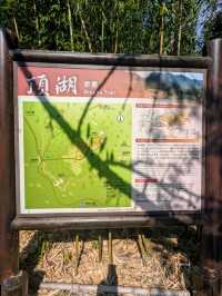 阿里山-頂湖自然生態園區，櫻王櫻后接力綻開！
