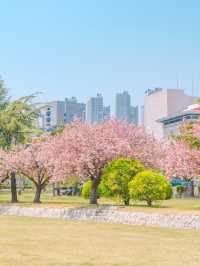 부산 겹벚꽃 데이트 명소 유엔기념공원💗