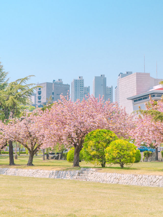부산 겹벚꽃 데이트 명소 유엔기념공원💗