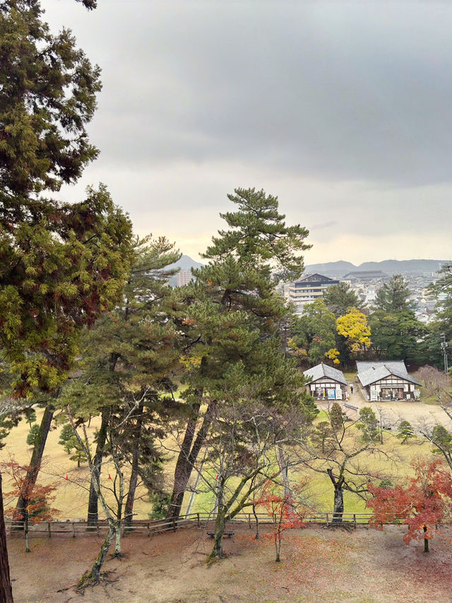 松江城山公園：歷史與自然的交織之地🏯🌸