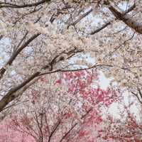 清鎮櫻花園•夢幻櫻花大道