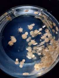 Osaka Aquarium – Underwater Wonderland! 