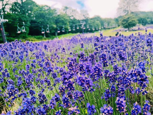 紫のじゅうたんが広がる絶景スポット💜✨