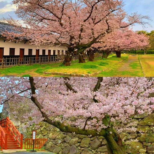 福岡