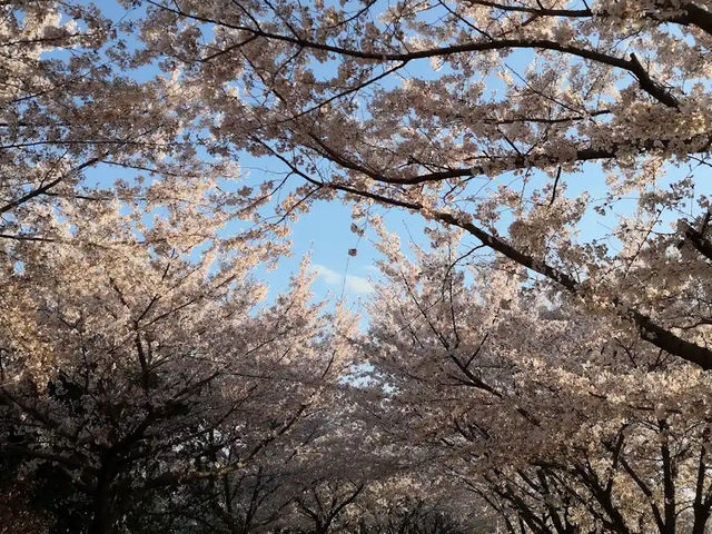 🌸 **釜山洛東堤防櫻花路遊覽觀賞分享** 🌸