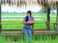 คาเฟ่กลางทุ่งข้าว 🌾..จ.พิษณุโลก 