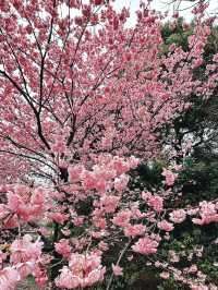 🌸 Sakura Blooming at Shinjuku Gyoen National Garden 🌸