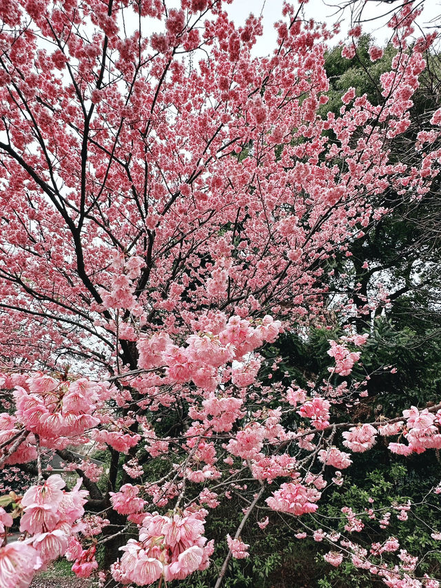 🌸 Sakura Blooming at Shinjuku Gyoen National Garden 🌸