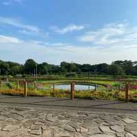 ～水元公園～城市綠意～  