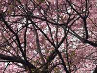 Chasing Sakura at Matsuda Kanagawa Prefecture