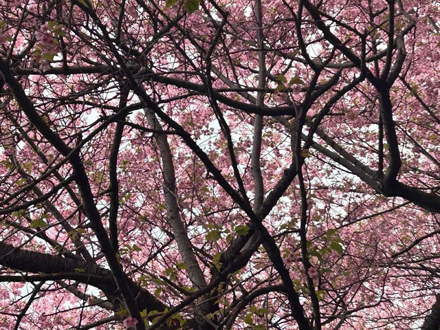 Chasing Sakura at Matsuda Kanagawa Prefecture