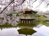 【奈良県】春の桜と鹿のコラボは最高！「奈良公園」