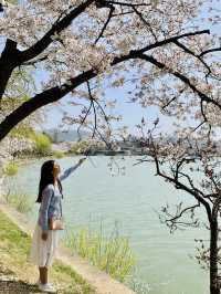 Whispers of Spring: Dancing Among Sakura at Bomun Lake