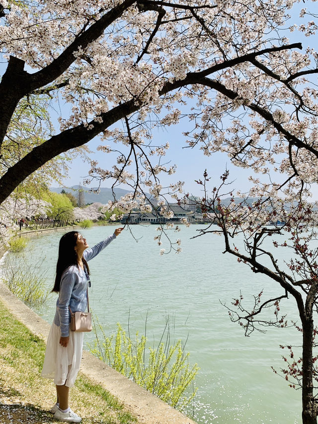 Whispers of Spring: Dancing Among Sakura at Bomun Lake