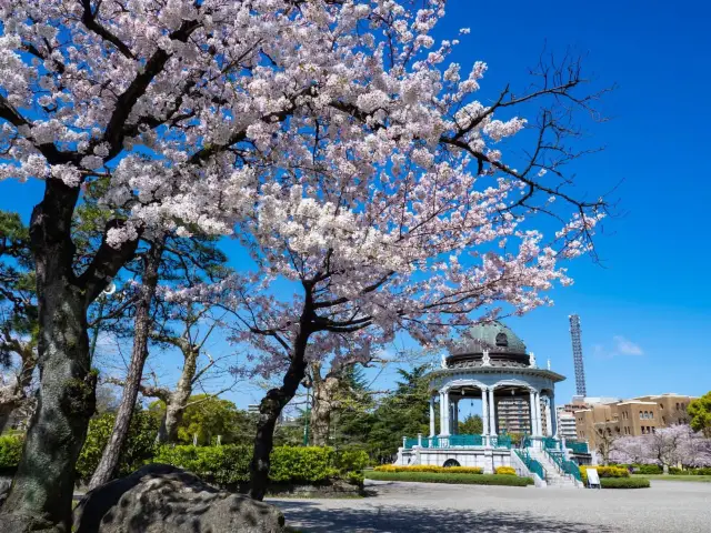 Chasing Sakura at Tsuruma Park