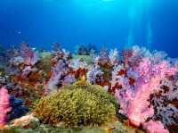 สำรวจ Dive site เกาะพระทอง