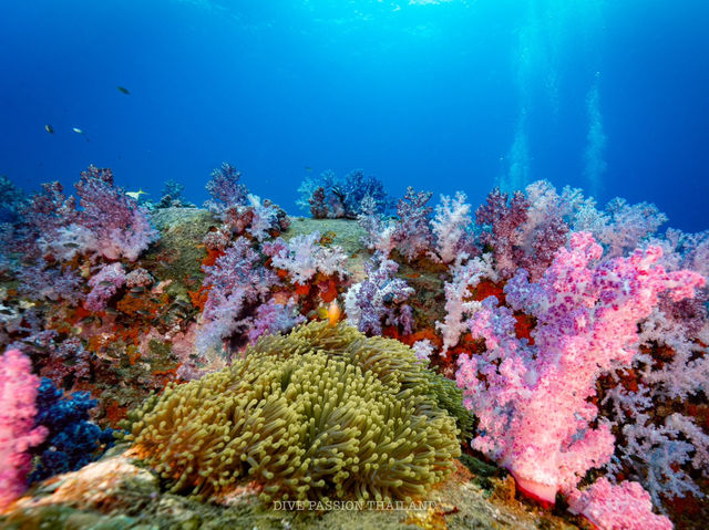 สำรวจ Dive site เกาะพระทอง