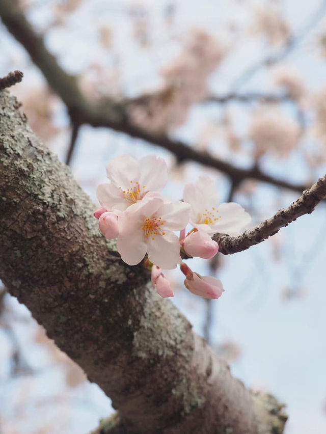 長崎賞櫻景點推薦 Omura Park大村公園