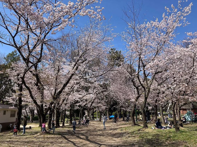 名古屋名城公園賞櫻美景