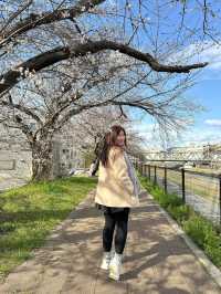 京都櫻花 3月31日實況
