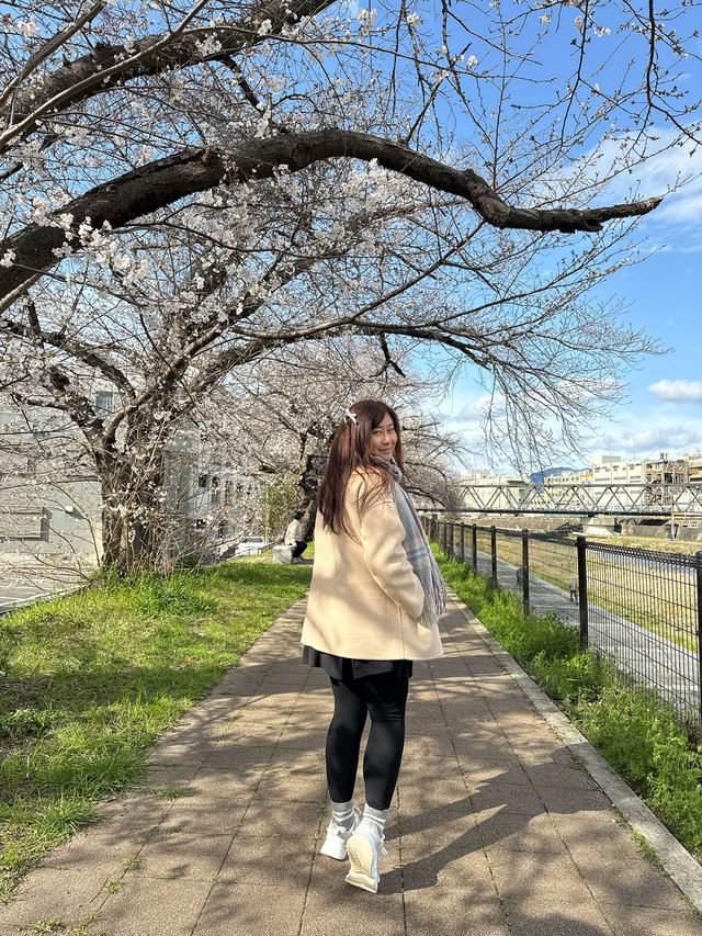 京都櫻花 3月31日實況