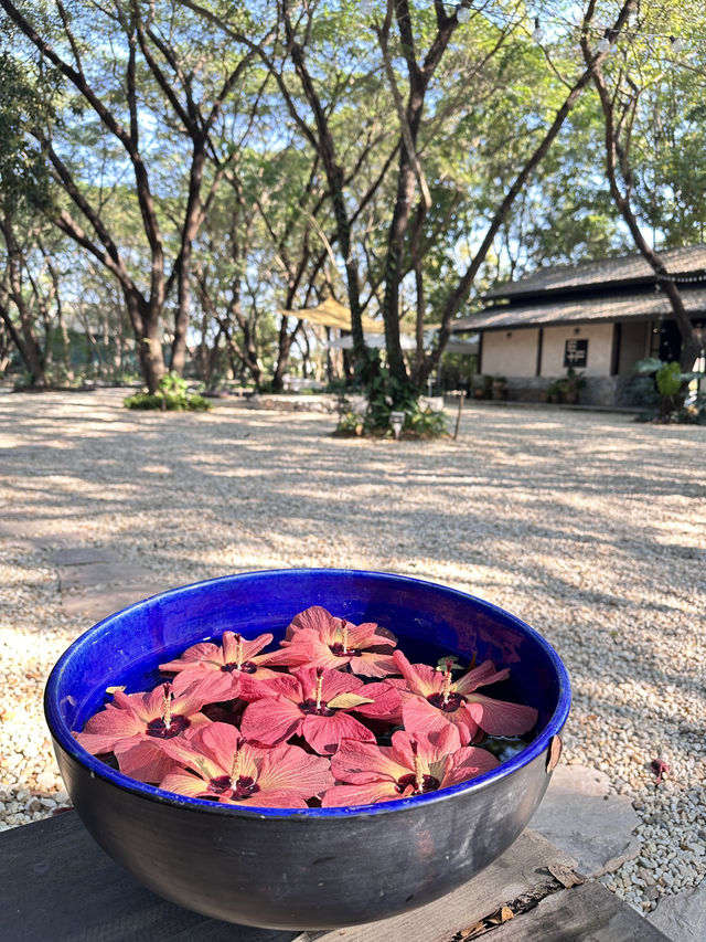 Biscuit Cafe Lampang : คาเฟ่ในแกลอรี่ เกาะคา ลำปาง