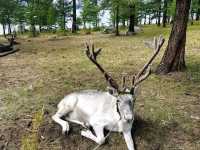 Khovsgol’s Wild Beauty: Moose, Mirror-Like Lakes, and Sustainable Adventures