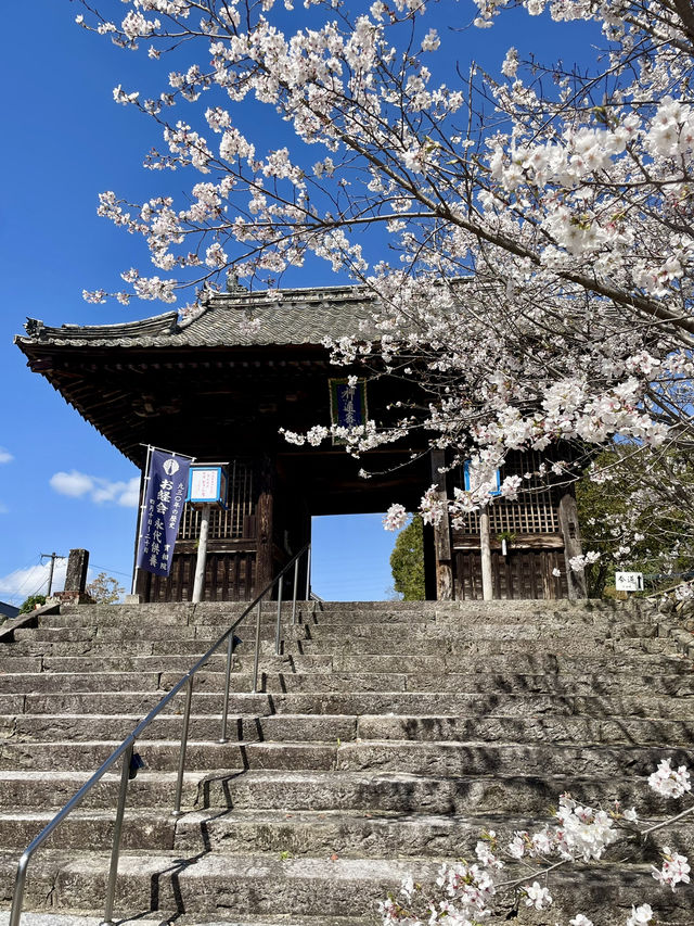 【佐賀観光】川上峡春まつり