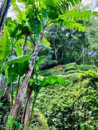 “Stunning Uma’s Rice Terrace in Spring”