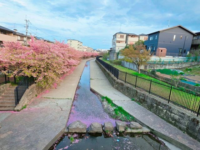 🌸淀の河津樱🌸吹雪黄昏美景