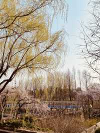 Seoul's Spring Spectacle: Experiencing the Beauty of Yunjung Road