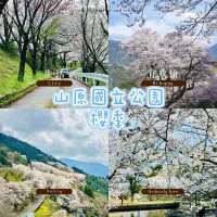 山原國立公園~櫻花山野