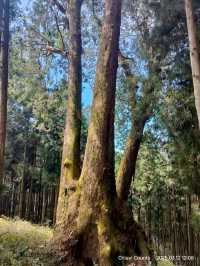 ไปดูต้นไม้ 3 ช่วงอายุ รถไฟ Alishan 