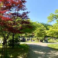 Spring Picnic Bliss at Osaka Castle Park