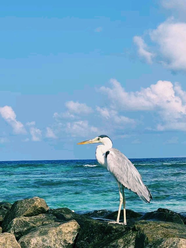 馬爾代夫著名旅遊度假海島🏝️：Fulidhoo island富利杜島，適合休閒度假拍照📸