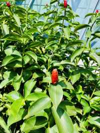 The Gardens Mall: Where Sustainability Blooms Naturally