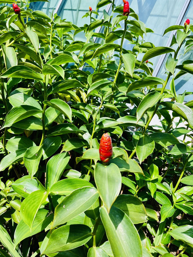 The Gardens Mall: Where Sustainability Blooms Naturally