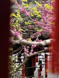 Blossoms Beneath the Willows: A Spring Stroll Through Jiangnan