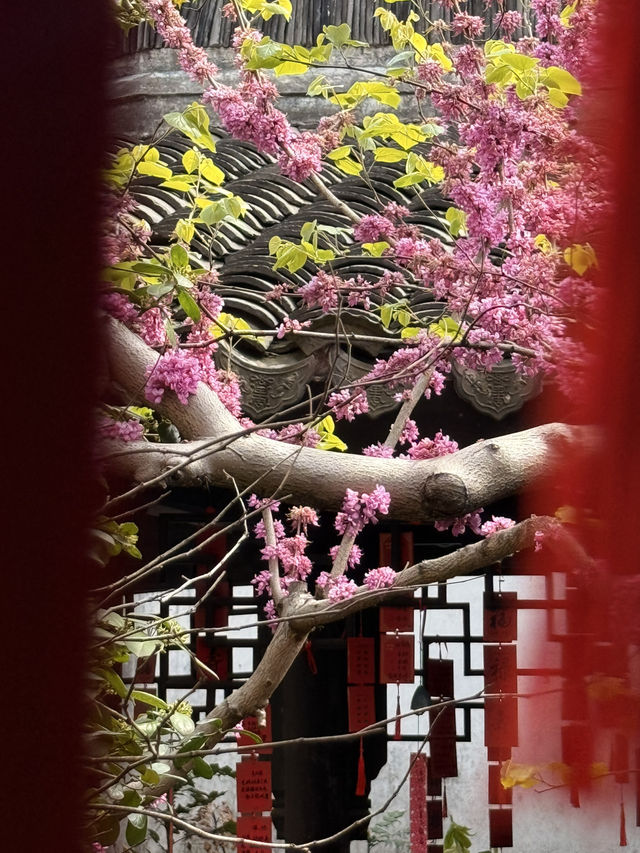 Blossoms Beneath the Willows: A Spring Stroll Through Jiangnan